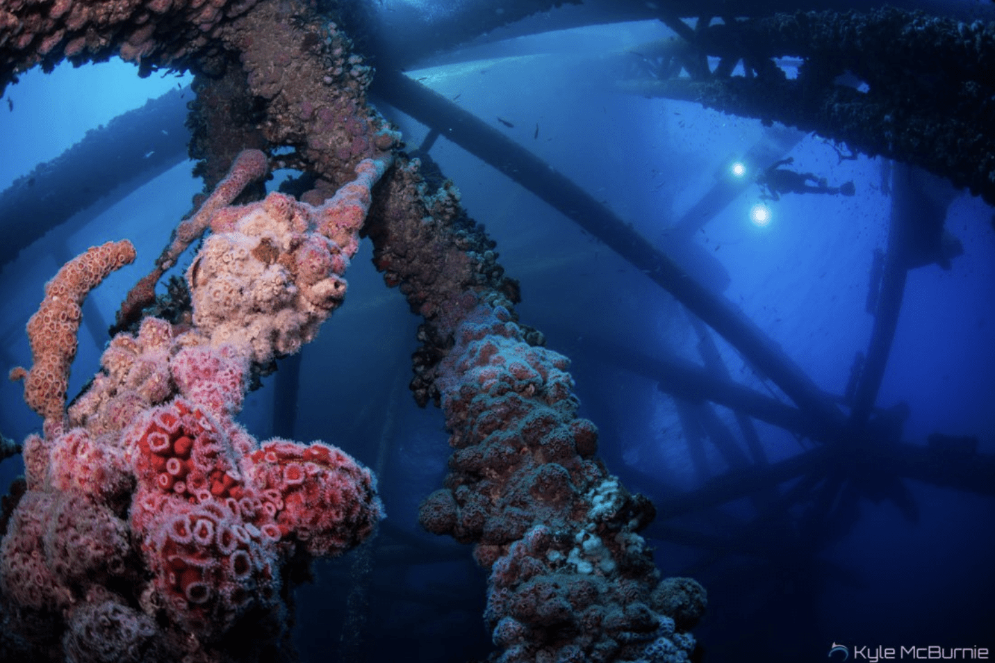 Rigs to Reefs with Amber Sparks